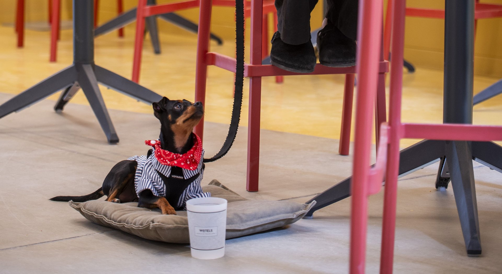 pet friendly editada